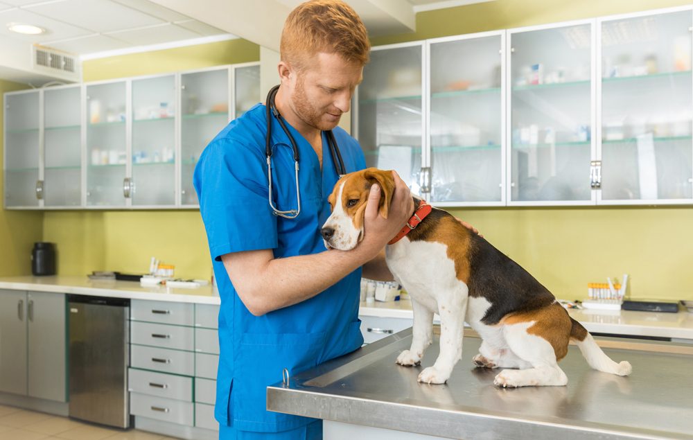 Desinfección de clínica veterinaria en Panamá