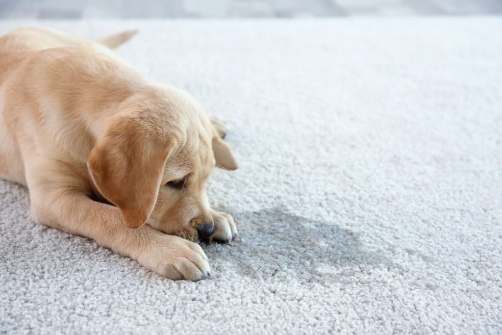 Eliminación de manchas de mascotas en alfombras