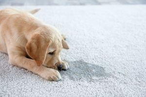 Eliminación de manchas de mascotas en alfombras